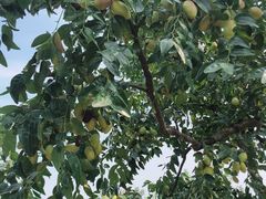 -丽泽山庄·生态怀柔菜·虹鳟鱼(红螺寺店)