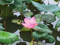 -惠州西湖风景名胜区-丰渚园