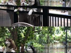 -TrueLove @ Neverland (Husky Cafe)
