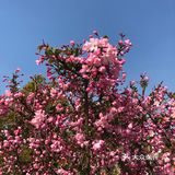 同济🌸