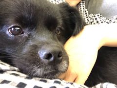 -BABYDOG宝贝狗宠物乐园(欧洲城店)