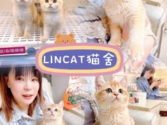 -lincat·猫舍(广州店)