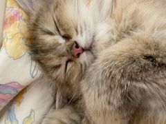 -猫大福·Fortune Cat猫舍(百子湾店)