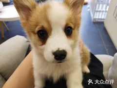 -熊小胖宠物生活馆(天华园店)