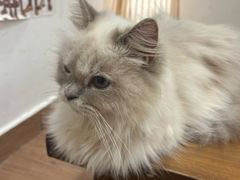 -楼上猫咖(罗湖店)