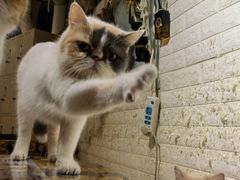 -平行世界·猫咖(首经贸店)