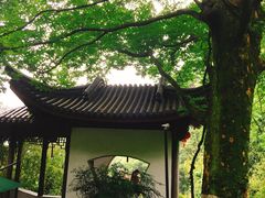 -十八棵（老龙井）御茶园(老龙井店)