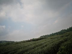 -中国茶叶博物馆(双峰馆区)