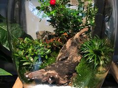 -桂林市花鸟市场