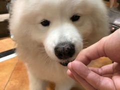 -more than meow吴止猫主题餐厅(承德 中船汇店)