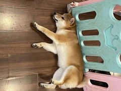 -柯斗斗主题餐厅·狗咖·围炉煮茶·茶饮(国瑞升平里店)