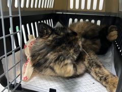 -纳吉亚猫专科动物诊疗中心(蒋宅口分院)