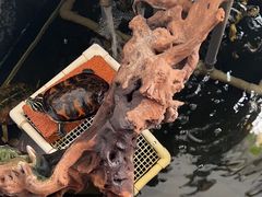 -灵龟之家百象馆(百象馆联合旗舰店)