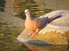 -上海植物园-4号门售票处