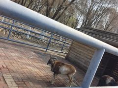 -长白岛森林公园