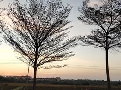 -亚龙湾国际玫瑰谷