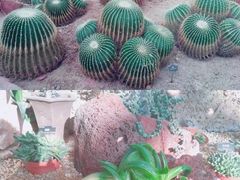 -上海辰山植物园