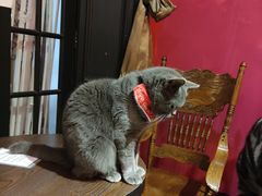 -猫色咖啡·猫咖