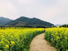 -新建村梅花