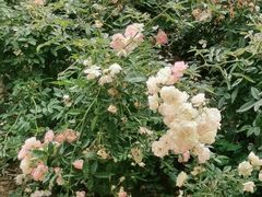 -人民公园(罗湖区)