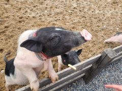 -前小桔亲子创意农场·草莓采摘·露营烧烤