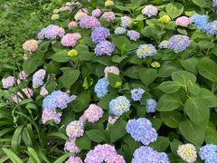 -静安公园(静安寺街道)