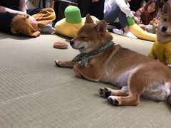 -逗柴咖啡屋·狗咖猫咖宠物桌游