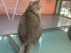 -喵屿·大理花园猫咖