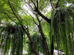 -Fern Forest Cafe