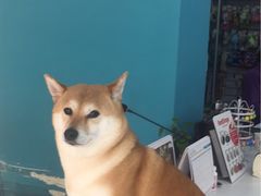 -北京观赏动物医院·24小时大型综合·猫专科·异宠专科