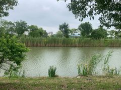 -西京湾花海