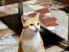 -光明刘冰乳鸽店(光明法政北路店)