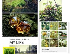 时令有机蔬菜及野菜-武汉世外桃源农庄