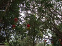 -海南热带野生动植物园