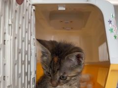-伟伟宠物医院·CT影像中心·瑞派犬猫综合性门诊(汉口总院)