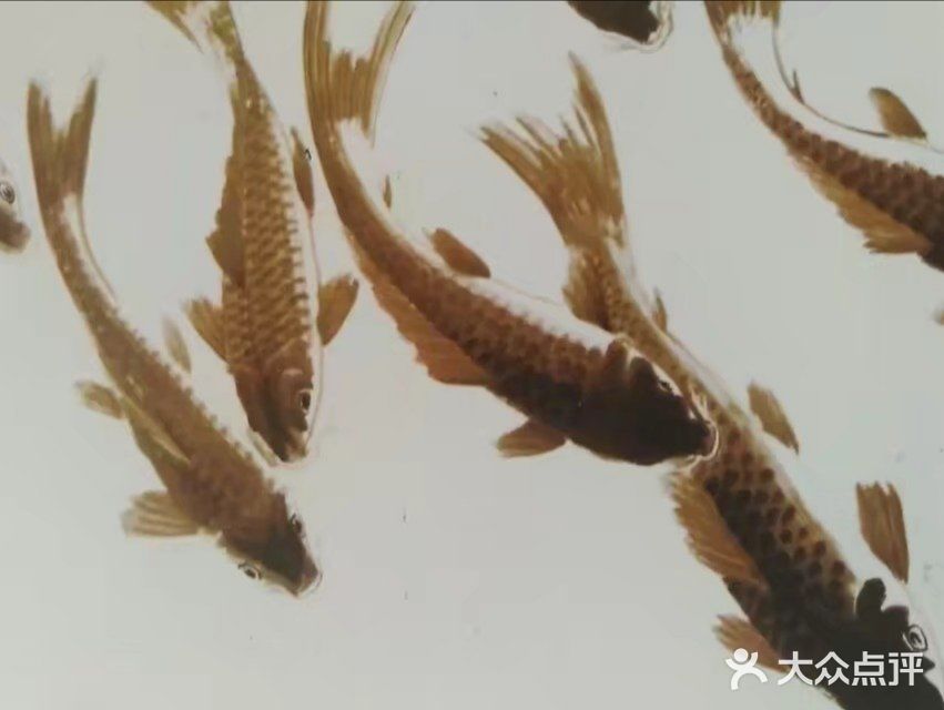 哦…自由自在，像鱼一样游来游去，有猫保镖，幸福满满