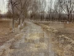 -西青郊野公园