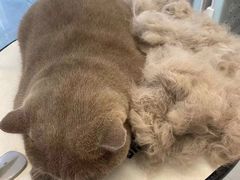 -萌宠主义宠物生活馆(金山路店)