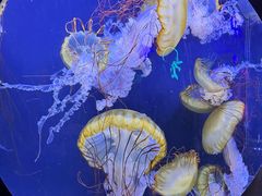 -珠海长隆海洋王国