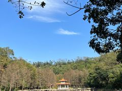 -深圳仙湖植物园