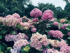 -上海共青森林公园