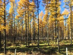 -塞罕坝国家级自然保护区