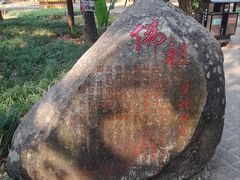 -独树成林