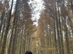 -桤木河湿地公园