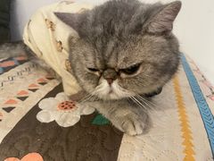 -楼上猫咖(罗湖店)