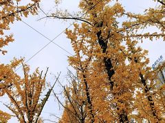 -百林公园-两江幸福广场