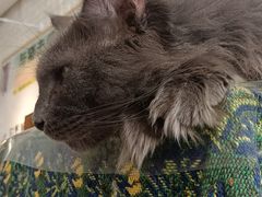 -平行世界·猫咖(首经贸店)