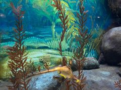-上海海洋水族馆
