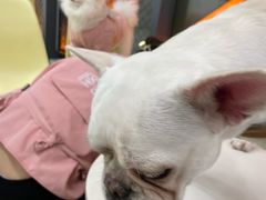 -怪兽屋·羊驼·猫咖·狗咖(俊华广场店)