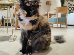 -藏猫猫咖啡主题馆(中央大道店)